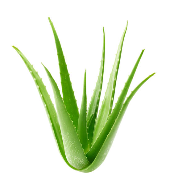 aloe vera planta aislado sobre fondo blanco - clipping camino incluido - áloe fotografías e imágenes de stock