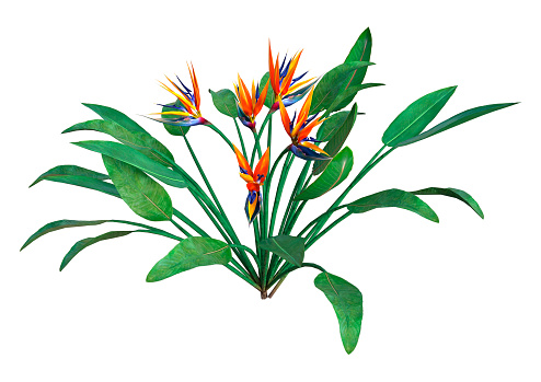 3D rendering of a strelitzia plant or bird of paradise flower isolated on white background