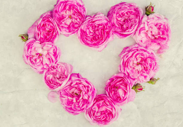 istock Beautiful background with pink roses. Selective focus. 1057102274