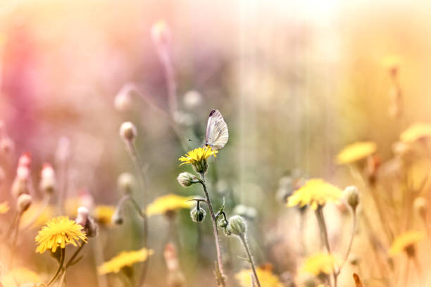 istock White butterfly on yellow flower in meadow, selective focus on butterfly 1057102476