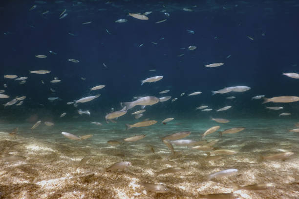 istock Fish School Underwater. Fishes underwater background. 1057107682