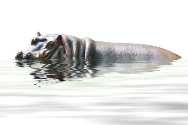 Photo of hippopotamus isolated on white
