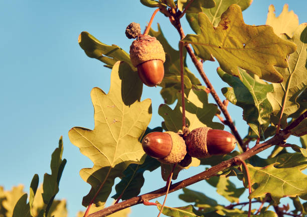 istock Close-up view of three acorns between leaves on oak tree, under autumn sunlight, with blue sky background 1057111672