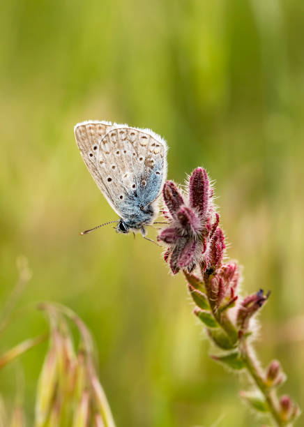istock Beatiful butterfly on the flower in nature. 1057111738