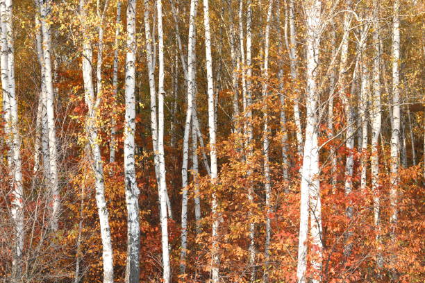 istock Beautiful birch in autumn in birch grove 1057112928