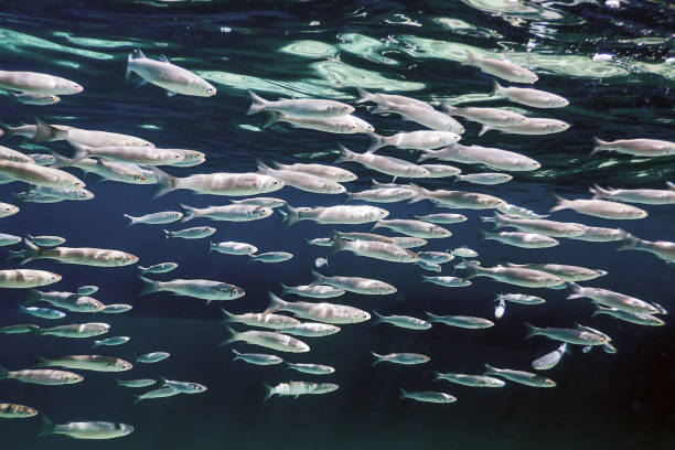 istock Fish School Underwater. Fishes underwater background. 1057113756