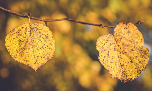 istock Colorful autumn leaf in the forest 1057114010