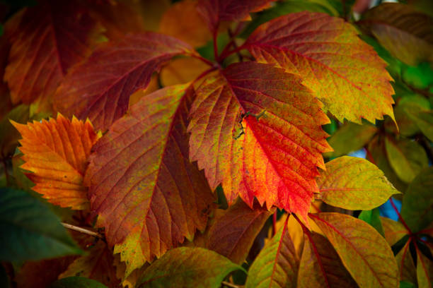 Nice color grape leaves autumn colors bright  back light