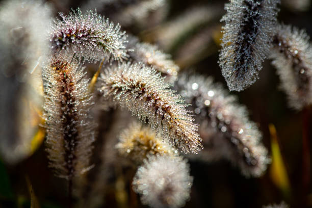 Morning macro dew water drops close up nature autumn cold grass