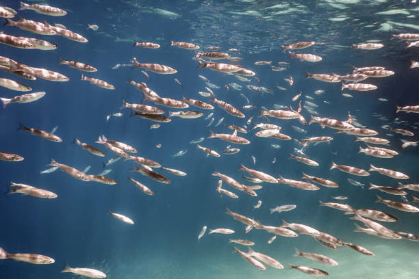 istock Fish School Underwater. Fishes underwater background. 1057115742