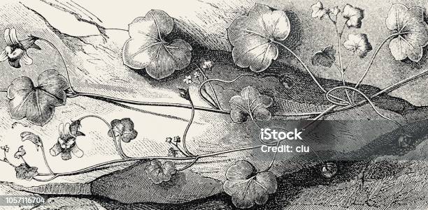 Wall Toadflax Stock Illustration - Download Image Now - 19th Century, 2018, Antique