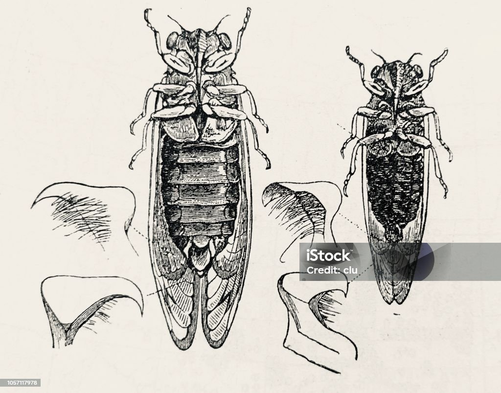Singcicade or seventeen-year cicada, normal and dwarf form Illustration from 19th century 19th Century stock illustration