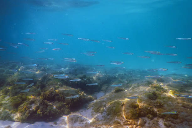 istock Underwater Scene Sunlight, fish Underwater Life. 1057118026
