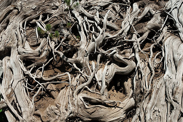 Dead Roots & Sapling stock photo