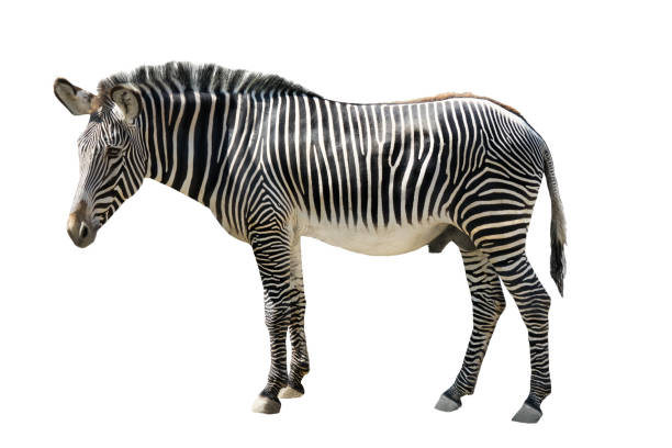 istock male Grevys zebra (Cquus grevyi) isolated on white 1057118168