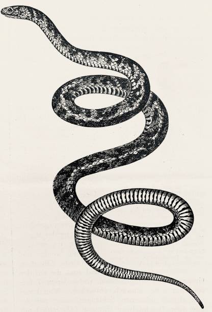 Illustration from 19th century