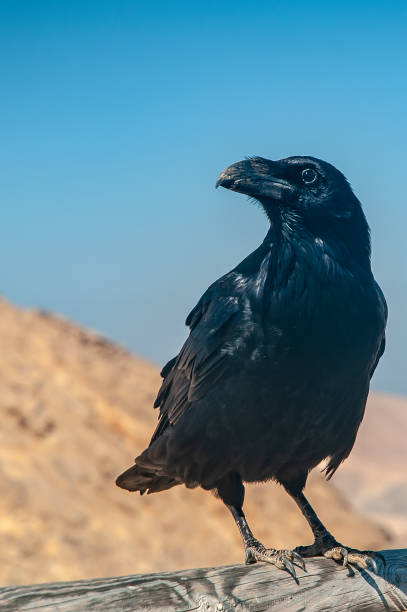 A black raven sitting on a railing.