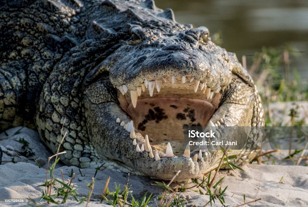 Croc - Photo de Crocodile libre de droits