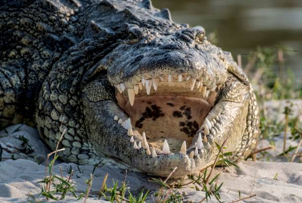 Croc Nile crocodile crocodile stock pictures, royalty-free photos & images