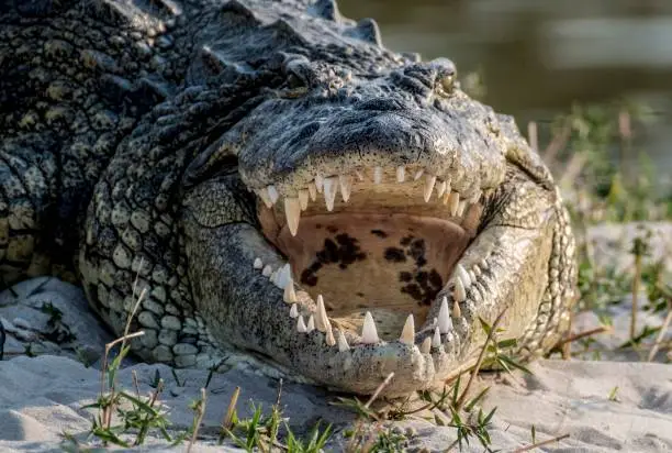 Nile crocodile