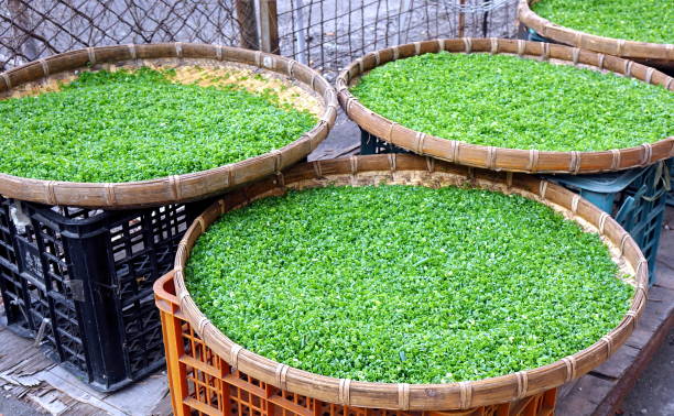istock Chopped Chives Drying in the Sun 1057125558