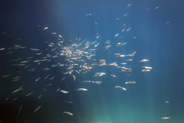 istock Fish School Underwater. Fishes underwater background. 1057128664