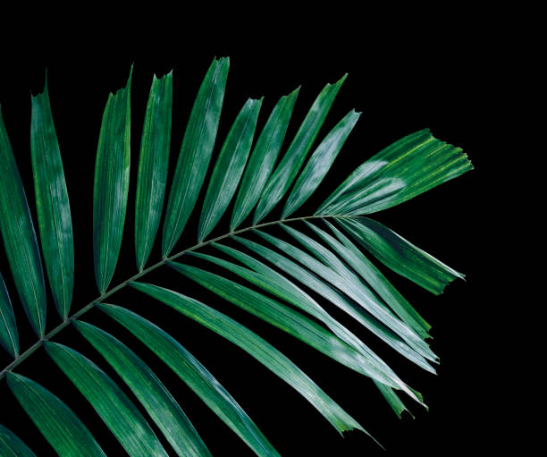 istock Green palm leaves on black background with clipping path 1057134978