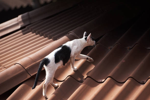 istock A black and white cat walking on the roof 1057135044