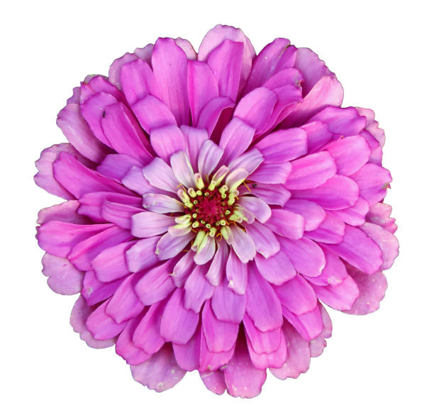 istock Colorful pink zinnia flower 1057135048