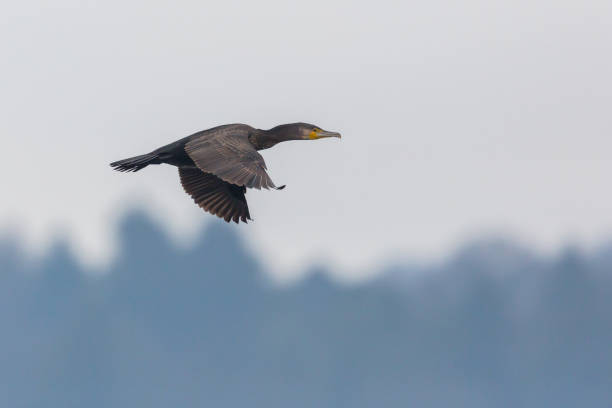 istock great cormorant flying (phalacrocorax carbo) with spread wings 1057137162