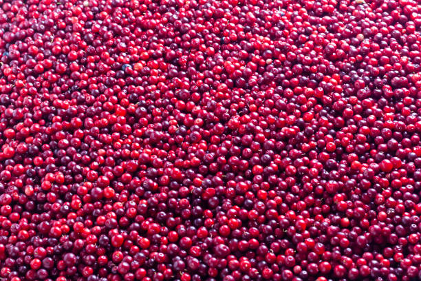 istock Background of red ripe berries. 1057138784