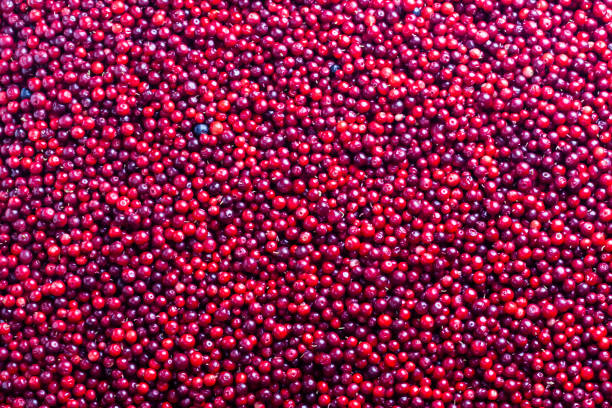 istock Background of red ripe berries. 1057140506