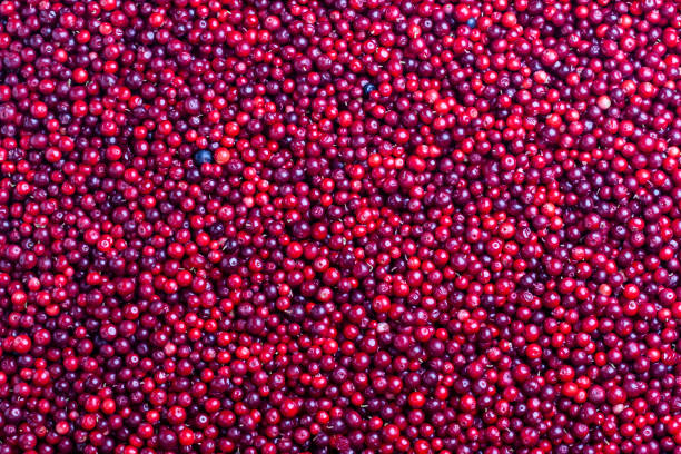 istock Background of red ripe berries. 1057140520