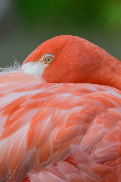 istock American flamingo (Phoenicopterus ruber) 1057141018