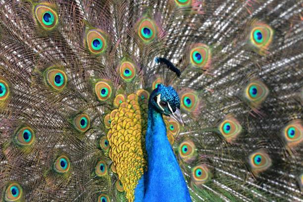 istock Portrait of peacock 1057141198