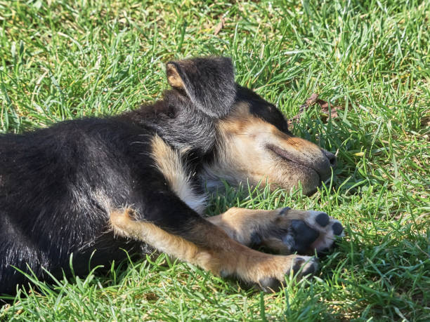 istock Shot of a cute pet dog 1057141538
