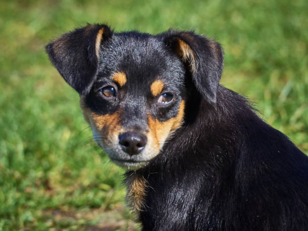 istock Shot of a cute pet dog 1057141608