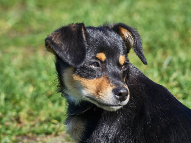 istock Shot of a cute pet dog 1057141636