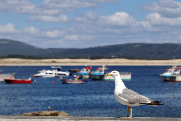 istock SEAGULL LOOKING FOR FOOD NEAR THE HARBOR 1057144286