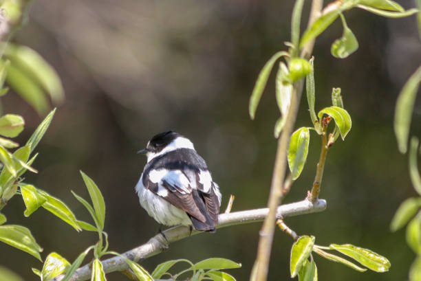 istock lonely one black and white bird in spring branch 'paridae' 1057144424