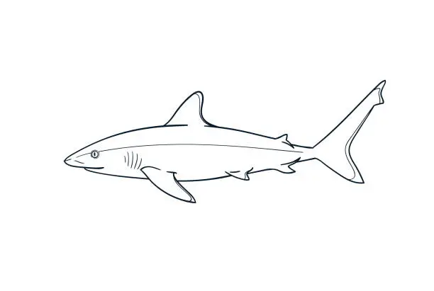 Vector illustration of Silvertip shark fish vector