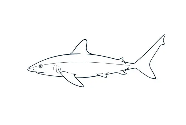 Vector illustration of Gray reef shark fish vector