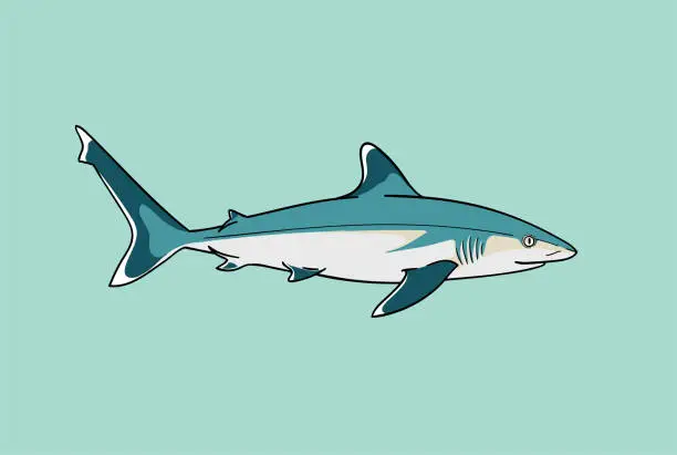 Vector illustration of Silvertip shark fish predator swimming in ocean