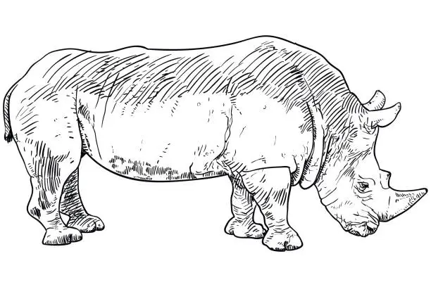 Vector illustration of Rhino drawing