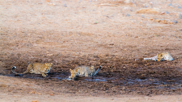 istock Leopard in Kruger National park, South Africa 1057154400