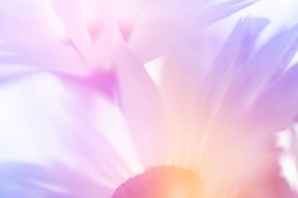 istock Pastel blur chamomile or camomile flowers 1057154614