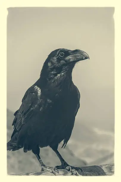 Image of a perching black bird, digitally processed to look like an Ambrotype print.