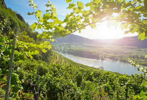 Vineyards in the famous Danube Valley - Lower Austria