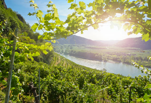 Vineyards in the morning. Danube Valley - Lower Austria Vineyards in the famous Danube Valley - Lower Austria danube valley stock pictures, royalty-free photos & images