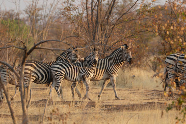 istock Evening light Chapman's zebra in Hwange National Park Zimbabwe 1057156424
